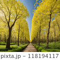 イチョウ並木 118194117