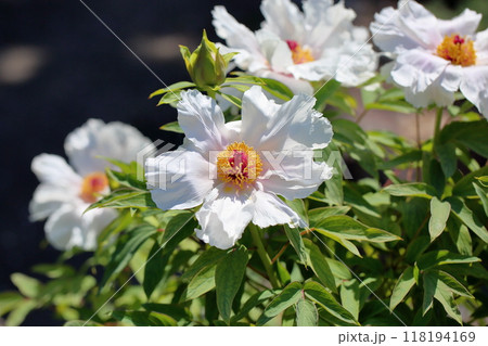 ボタンの花 虞姫艶装 ボタンの花 虞姫艶装 118194169