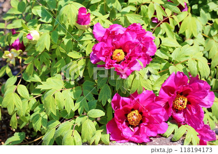 ボタンの花　紫斑 118194173