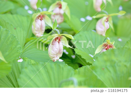 クマガイソウの花　満開 118194175