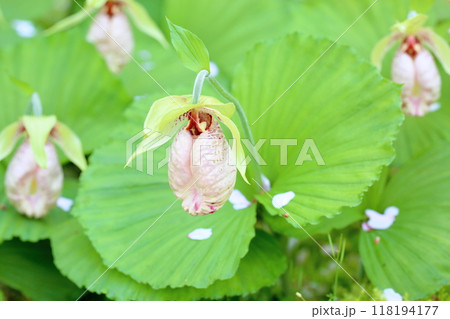 クマガイソウの花　満開 118194177