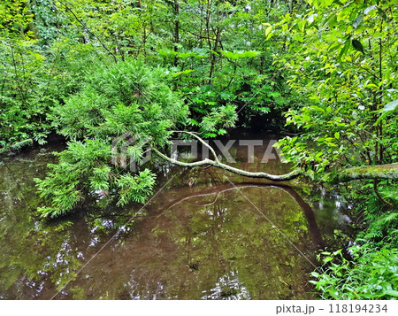 杉沢の沢スギ1 杉沢の沢スギ1 118194234