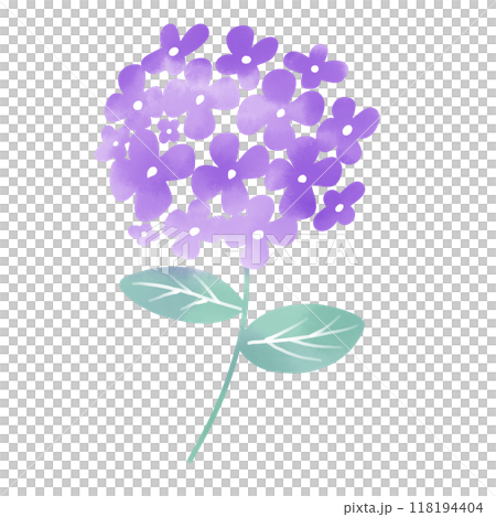 水彩風　紫陽花のイラスト 118194404
