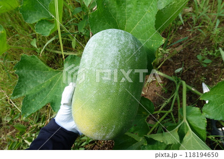 畑の収穫期の冬瓜 白く粉を吹いたトウガン 畑の収穫期の冬瓜 白く粉を吹いたトウガン 118194650