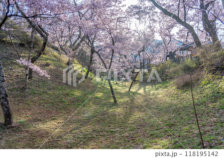 長野県伊那市　天下第一の桜と言われる高遠城址公園満開の桜と空堀 118195142