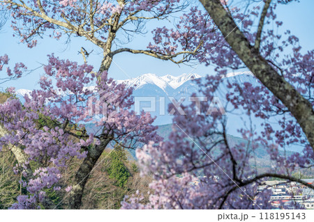 長野県伊那市 天下第一の桜と言われる高遠城址公園満開の桜と雪山の中央アルプスの山並み 長野県伊那市 天下第一の桜と言われる高遠城址公園満開の桜と雪山の中央アルプスの山並み 118195143