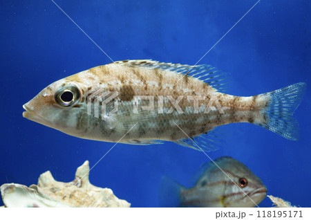 イトフエフキ　フエダイ　魚　海水魚 118195171