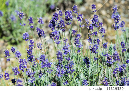 【ラベンダー畑　濃紫】 118195294