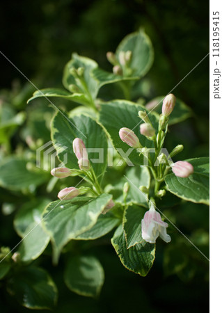 斑入り大紅ウツギの蕾。花言葉は「豊かで美しい」そして「移り気」。 斑入り大紅ウツギの蕾。花言葉は「豊かで美しい」そして「移り気」。 118195415