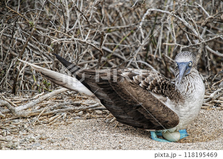 Female Blue-footed Booby nesting in Galapagos islands scrubland Female Blue-footed Booby nesting in Galapagos islands scrubland 118195469