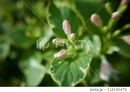 斑入り大紅ウツギの蕾。花言葉は「豊かで美しい」そして「移り気」。 118195478