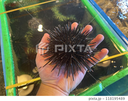 おちゃめ お茶目 ウニ 118195489