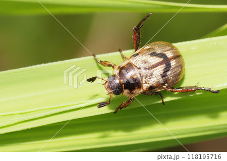 セマダラコガネ 118195716