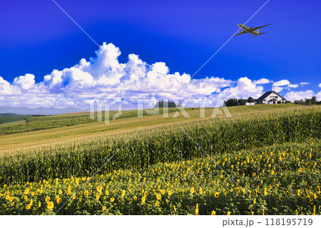 北海道の美しいひまわり畑上空を飛行する飛行機 118195719