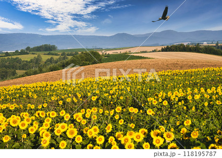 美瑛の美しい田園風景と鷲 118195787