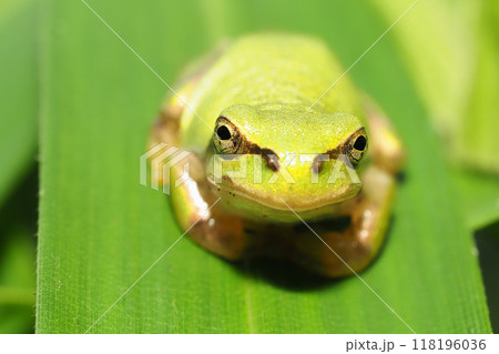 ニホンアマガエル 118196036