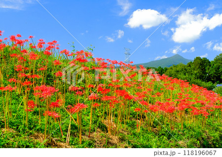 秋の青空に映えるヒガンバナの花 秋の青空に映えるヒガンバナの花 118196067