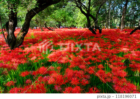 巾着田の林の中に咲く彼岸花 118196071