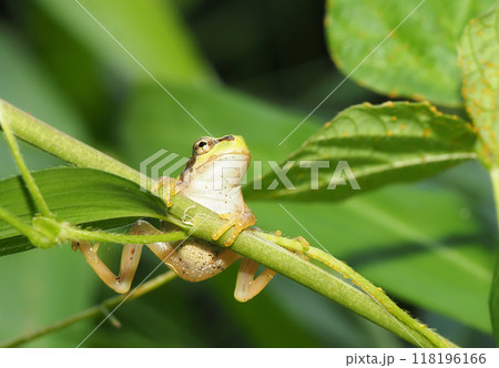 ニホンアマガエル 118196166
