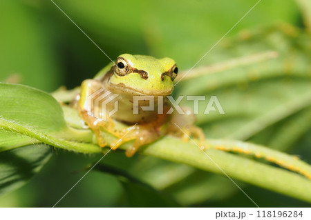 ニホンアマガエル 118196284