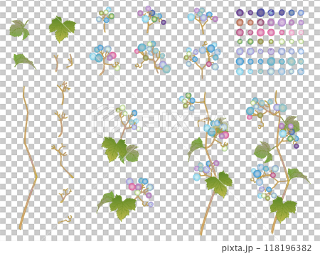 Wild grapes set 118196382