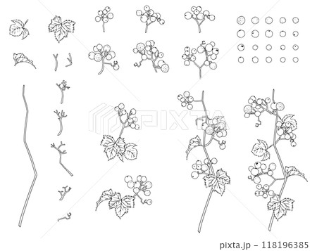 野ぶどうの線画セット_黒 野ぶどうの線画セット_黒 118196385