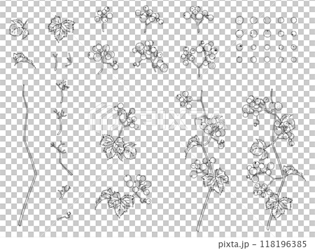 野ぶどうの線画セット_黒 野ぶどうの線画セット_黒 118196385