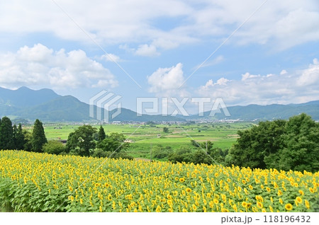 向日葵の花咲く夏の菜の花公園からの田園風景 向日葵の花咲く夏の菜の花公園からの田園風景 118196432