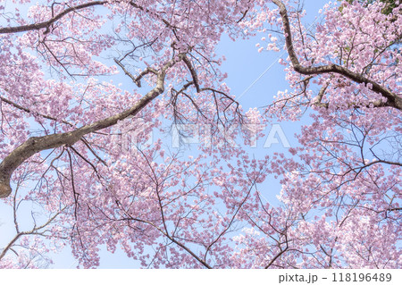 長野県伊那市　天下第一の桜と言われる高遠城址公園の満開の桜 118196489