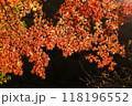 秋色に染まる　カエデの葉と光のハーモニー 118196552
