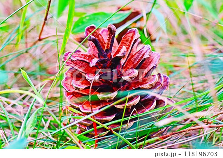 自然が生み出すアート、松ぼっくりの魅力 118196703