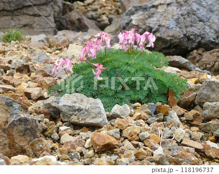岩場の宝石: コマクサの美しさ　厳しい環境にも負けずに咲くコマクサ 118196737