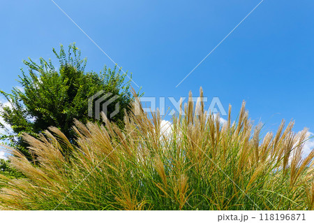 ススキと秋の青空 118196871