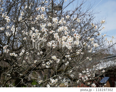 桜 118197302