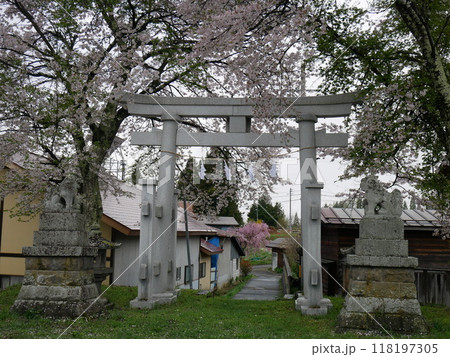 桜と鳥居 桜と鳥居 118197305