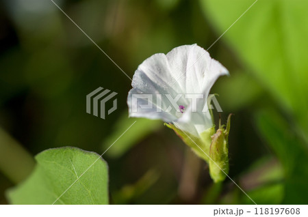 信濃川・やすらぎ堤の豆朝顔(まめあさがお) 信濃川・やすらぎ堤の豆朝顔(まめあさがお) 118197608