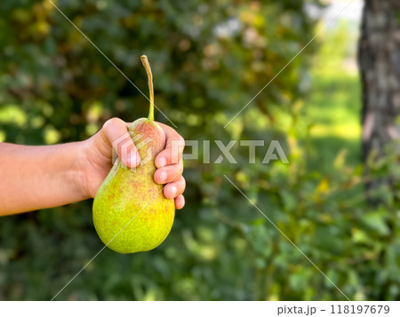 Child holds pear in orchard during harvest season with blurred green background Child holds pear in orchard during harvest season with blurred green background 118197679