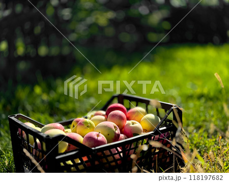 Freshly harvested apples in a basket on lush green grass in an orchard 118197682