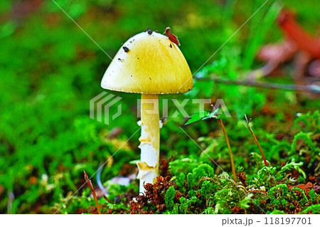 森の中の小さなキノコ、自然の小さな宝物 118197701