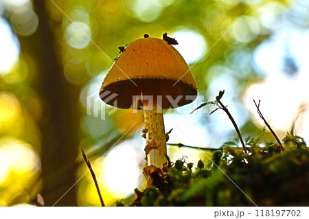 森の中の小さなキノコ、自然の小さな宝物 森の中の小さなキノコ、自然の小さな宝物 118197702