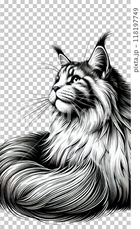 Monotone image of an American Maine Coon, known for its large size and bushy tail. 118197749
