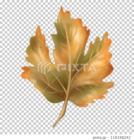 A bright autumn green-orange maple leaf. Traditional festival and harvest festival, seasonal plants. Nature, trees and rural life. Digital isolated illustration. For design of printing and packaging A bright autumn green-orange maple leaf. Traditional festival and harvest festival, seasonal plants. Nature, trees and rural life. Digital isolated illustration. For design of printing and packaging 118198242