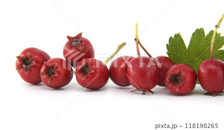 Closeup fresh red common hawthorn berries with green leaves isolated on a white background 118198265