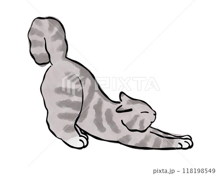 アメショ　グレー　猫のイラスト　ベクター 118198549