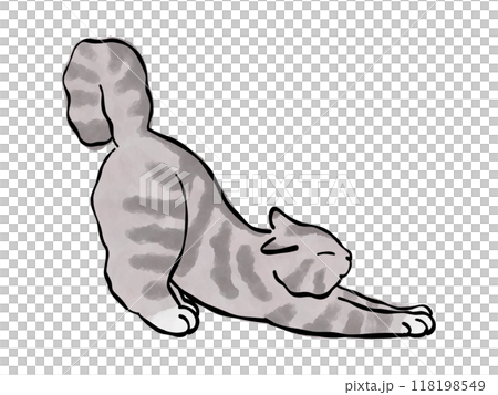 American Shorthair Gray Cat Illustration Vector 118198549