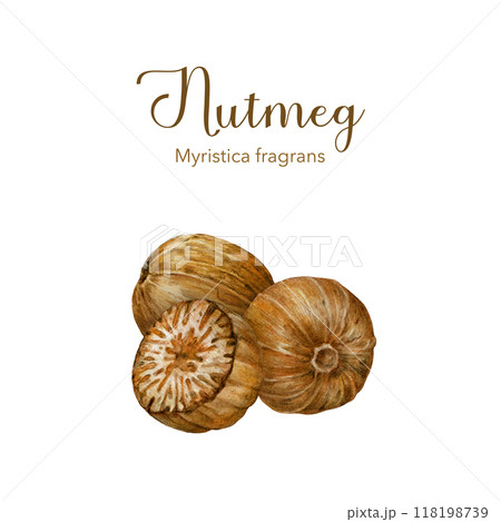 Nutmeg nut pile watercolor vintage style illustration. Nature raw organic spice Myristica fragrans. Hand drawn muscat nutmeg group using in medicine, food ingredient and aromatherapy isolated. 118198739
