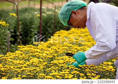 Scientist inspecting yellow chrysanthemum in field, wearing protective gloves and green hairnet. Closely examining flowers with magnifying glass 118198843