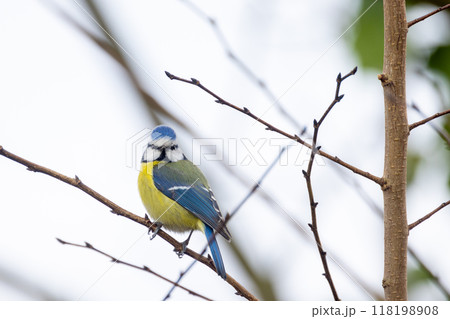 A Colorful Blue Tit Bird Perched on a Branch, Captivating with Its Tiny Features and Vivid Colors 118198908