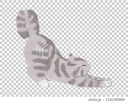 American Shorthair Gray Cat Illustration Vector 118198960