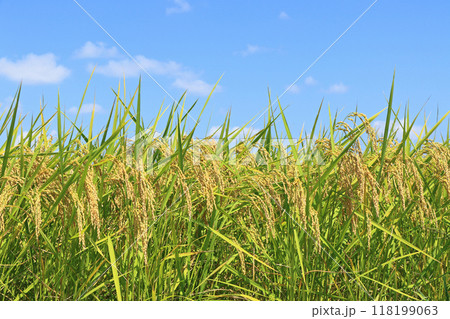 黄金色の稲穂と青空 黄金色の稲穂と青空 118199063